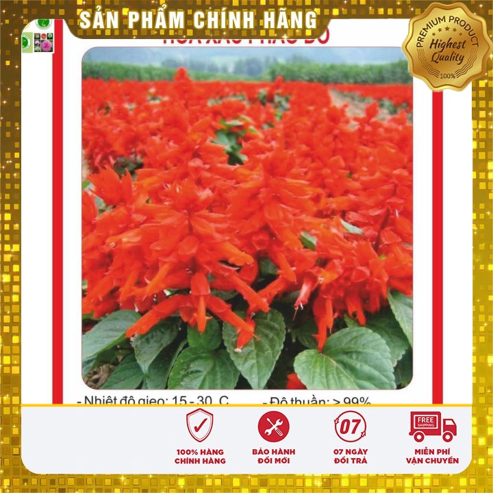 Hạt giống Hoa Xác Pháo đỏ 50 Hạt