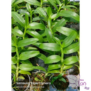 Lan phi điệp 5ct cây giống năm 2