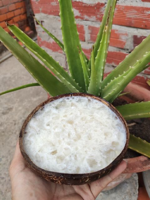 Bát Gáo Dừa | Chén Gáo Dừa kèm Muỗng | Bát Ăn Chè