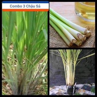 3 Chậu sả có sẵn rễ thân lá