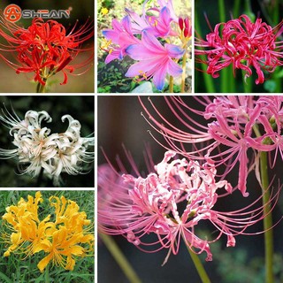 Củ giống hoa bỉ ngạn, Mạn đà hoa Lycoris radiata buld nhiều màu chuẩn hoa