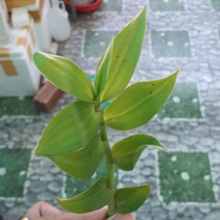 Lan hạt vỹ lá biên phát tài