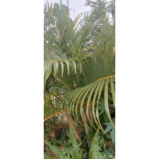 Lá dừa kiểng tươi dùng cắm hoa