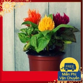 Hạt Giống Hoa Mào Gà Lửa