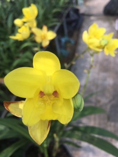 Cây Lan chu đỉnh vàng