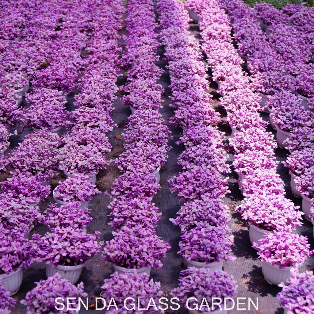 Sen Đá Pinklady chậu size trung 10cmGLASS GARDEN , khỏe, dễ trồng, Hàng Đà Lạt, lỗi 1 đổi 1