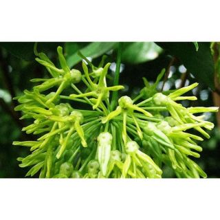 Cây giống Hoa thiên lý ( combo 2 cây)