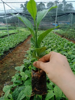 Cây Dổi thơm thục sinh COM BO 10 cây