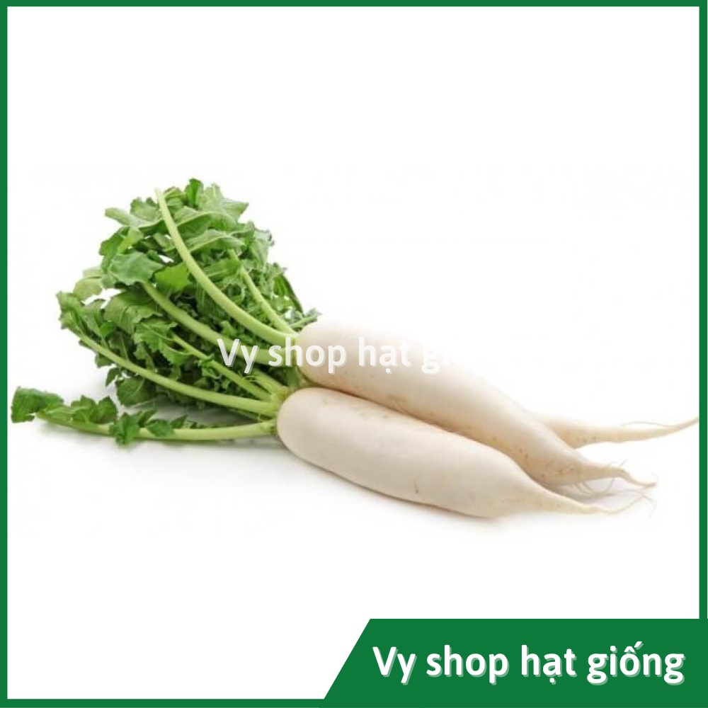 Hạt giống củ cải trắng cao sản Thái Lan gói 200 hạt