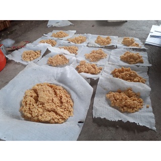 TRỨNG RUỒI LÍNH ĐEN ( 10gram ) - hỗ trợ kỹ thuật nuôi