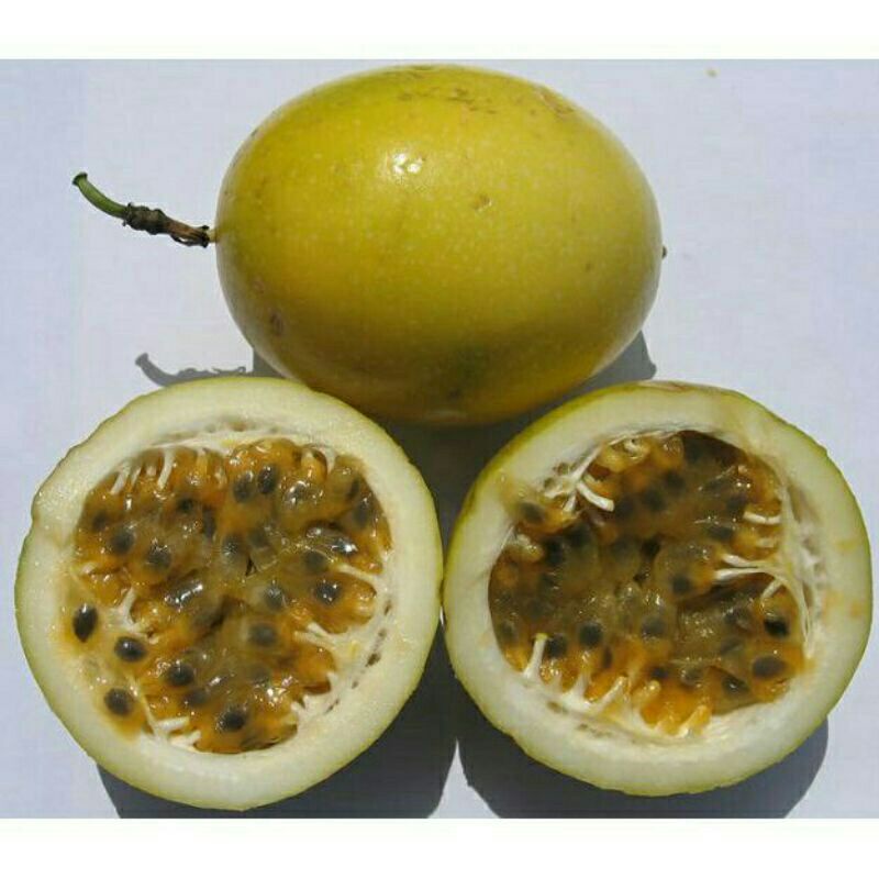 5h Hạt Giống Chanh Dây Vàng Peru siêu Ngọt - Tặng thuốc kích hạt nảy mầm nhanh chóng + Hướng dương siêu Lùn