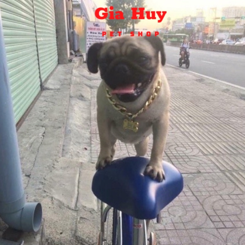 Dây Chuyền Mạ Vàng Cho Chó - Vòng Vàng Thời Trang Cho Chó