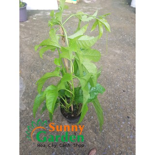 Cây Giống Chanh Dây, Chanh Leo, Cao 25-30cm