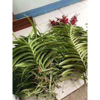 Lan mokara màu đỏ LOẠI 1 hơn 40cm- combo 5,10 cây