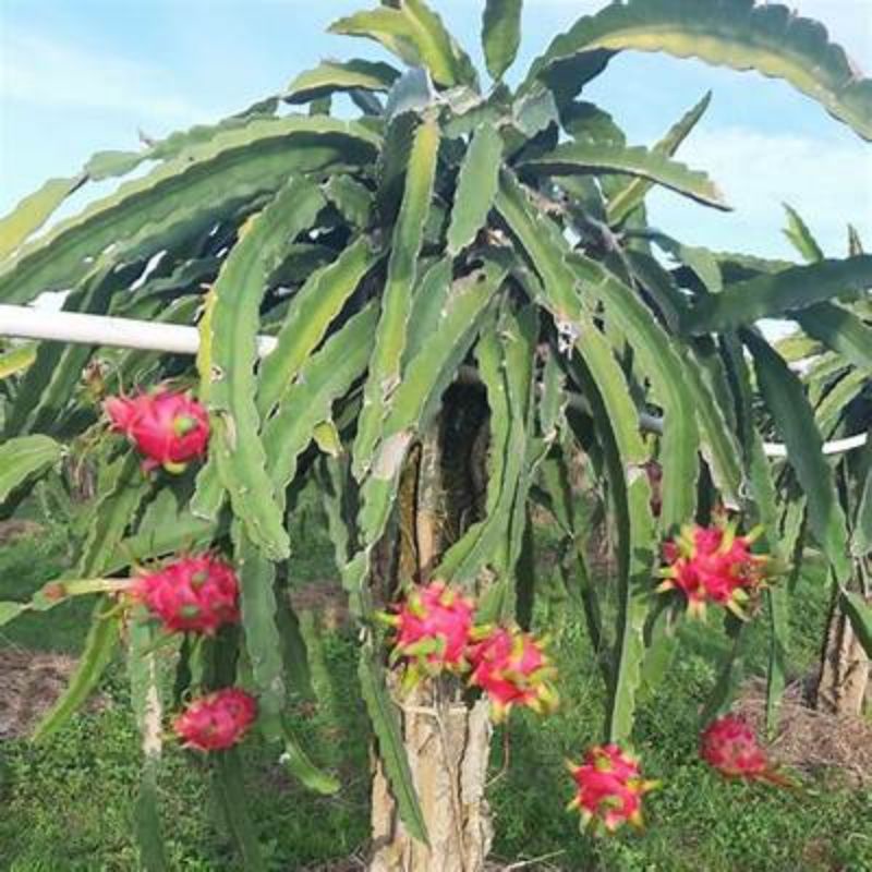 2 cành thanh long ruột đỏ