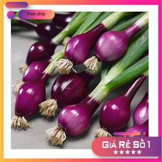 Hạt giống Hành Lá Cao Sản Gốc Tím Violet