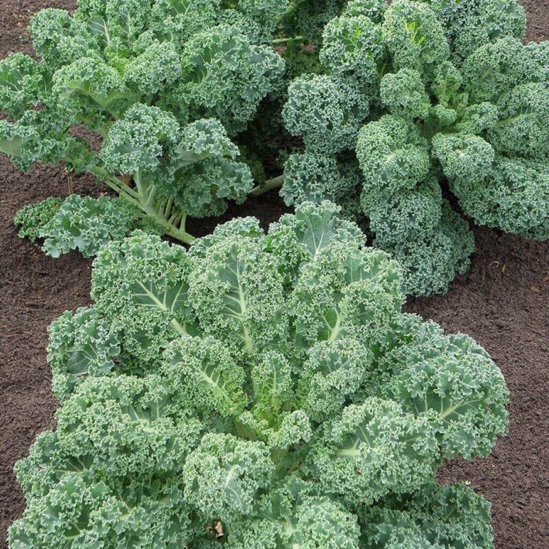 Cây giống cải xoăn kale xanh Mỹ mua 10 cây tặng thêm 1 Cây