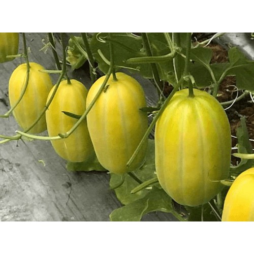 Hạt giống Dưa Lê Hàn Quốc (dưa vàng long yellow)