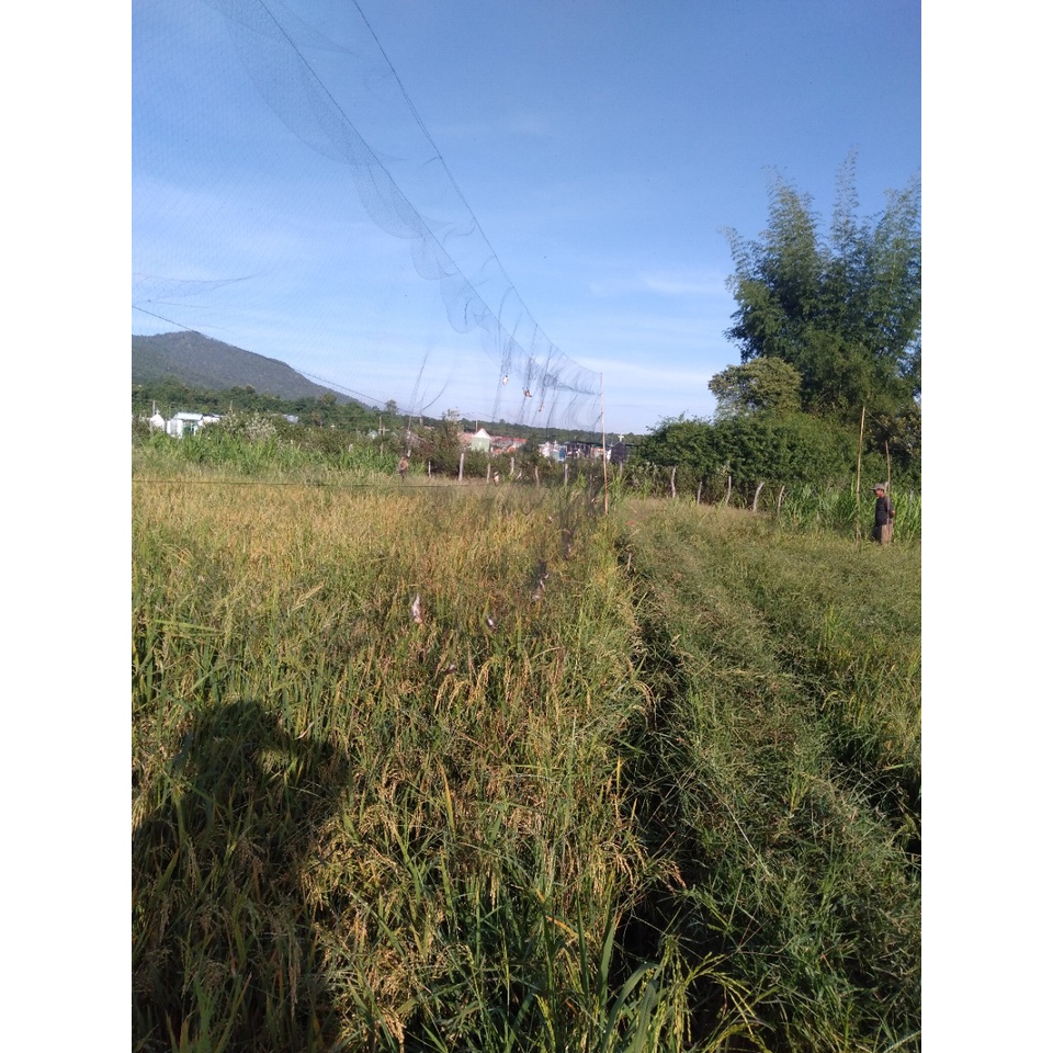 Lưới Đấu Mắt lỗ 5 phân - CƯỚC THÁI TÀN HÌNH đánh chào mào, trảo,cu gáy ,..vv