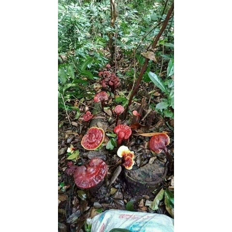 Nấm lim xanh chuẩn rừng tự nhiên