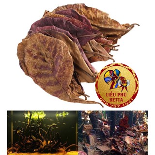 Lá bàng khô giưỡng cá BETTA, GUPPY, THỦY SINH 10 LÁ