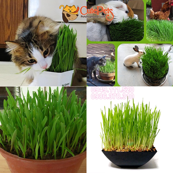 Hạt giống cỏ mèo 100g catnip bổ xung chất xơ và đẩy búi lông ra ngoài - CutePets