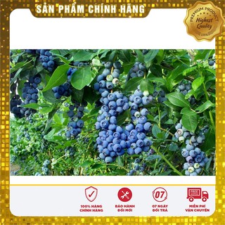 Hạt Giống Việt Quất 30 Hạt [Bán Sỉ]