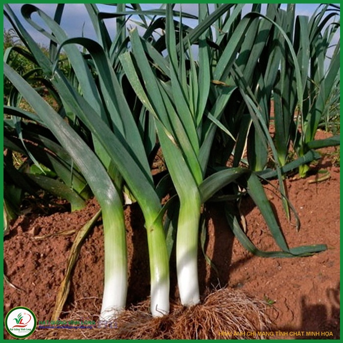 Hạt Giống Tỏi Tây Ý 100 hạt JL35