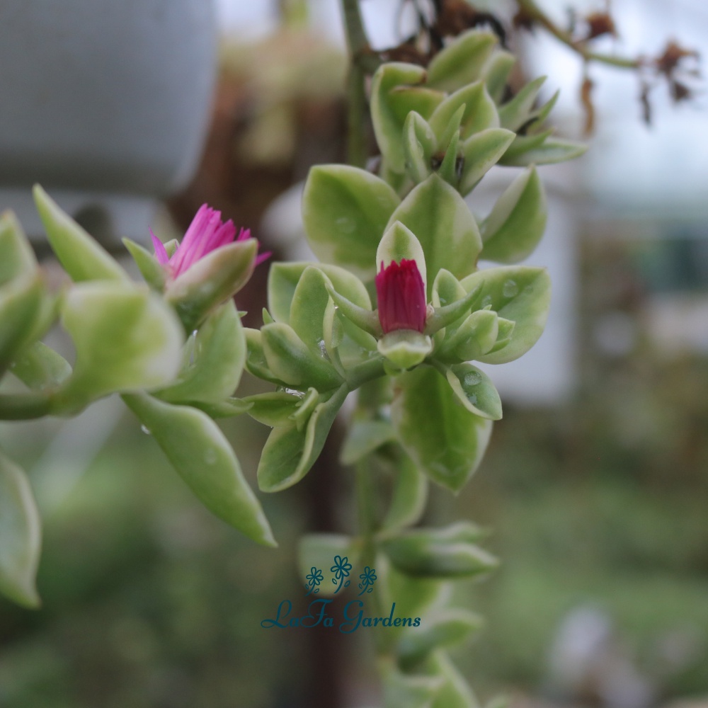 Hoa baby sun LAFA GARDEN - Chậu hoa lớn nhiều cành nhánh