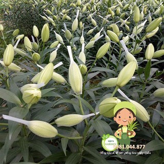củ hoa ly kép thơm màu vàng