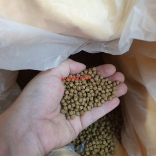 Thức ăn cho cá Lái Thiêu CV05 (Dạng viên nổi 25% Protein)