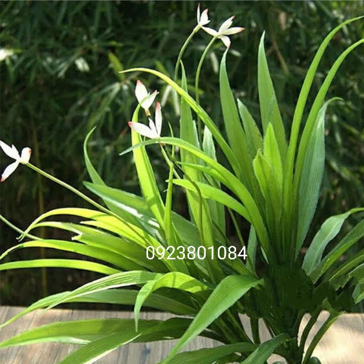Cây Lan Chi 3 Bông Hoa Nụ Cây Nhựa Không Kèm Chậu- Cây Giả Cây Nhựa Không Kèm Chậu