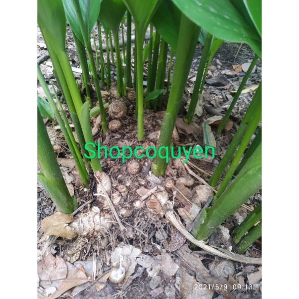 Củ nghệ đen tươi 1 ký