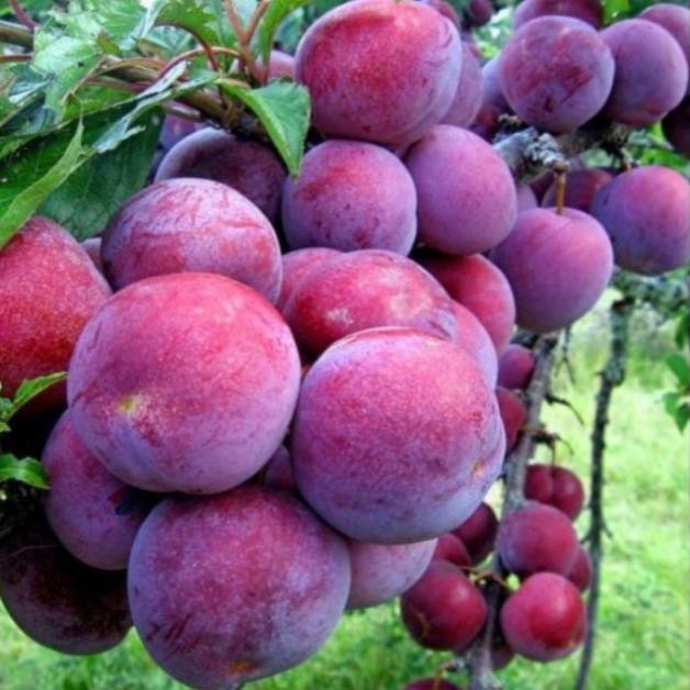 Cây Mận Tam Hoa