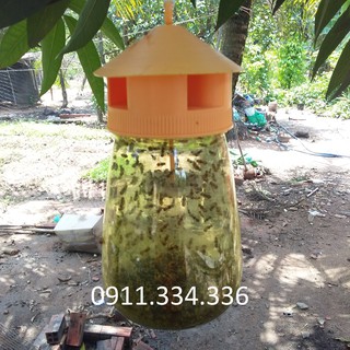 Bẫy Ruồi Vàng - Combo 5 bộ bẫy