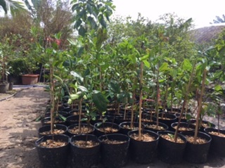 Cây giống Cherry Nhiệt đới 001