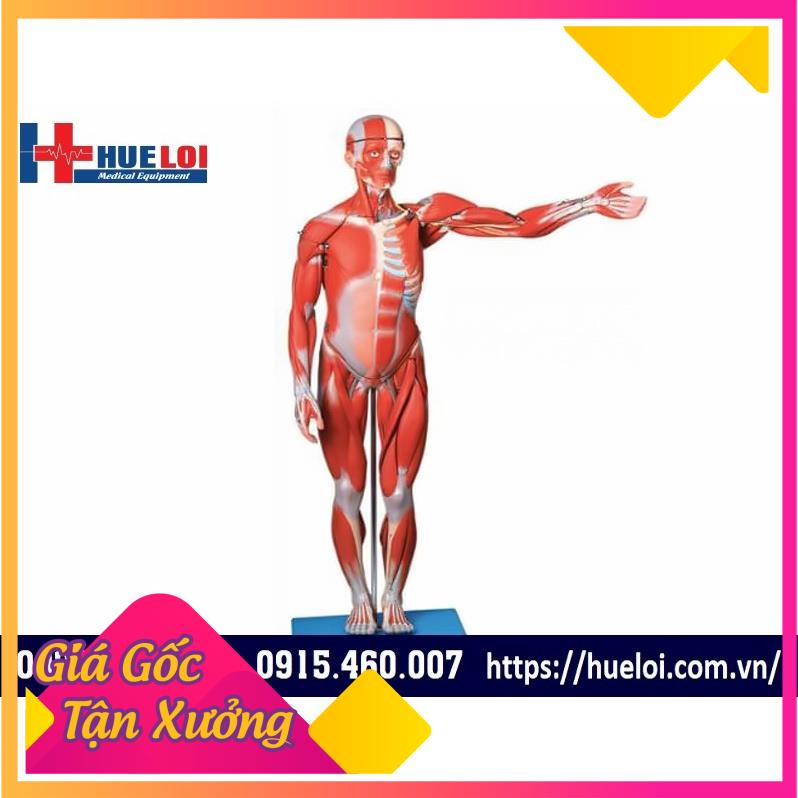 y tế chính hãng mô hình giải phẫu cơ và nội tạng toàn cơ thể 170cm