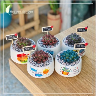 Chậu sen kim cương kèm chậu vẽ