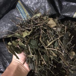 Lá Chè vằng xao vàng