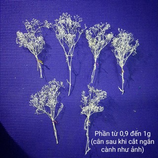 Hoa Bloom Tuyết, hoa triệu sao tuyết, starry ướp khô, dùng trong trang trí resin, thiệp, móng tay handmade