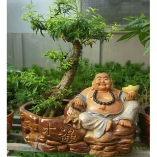 Mai Chiếu Thủy Trồng Trên Tiểu Cảnh