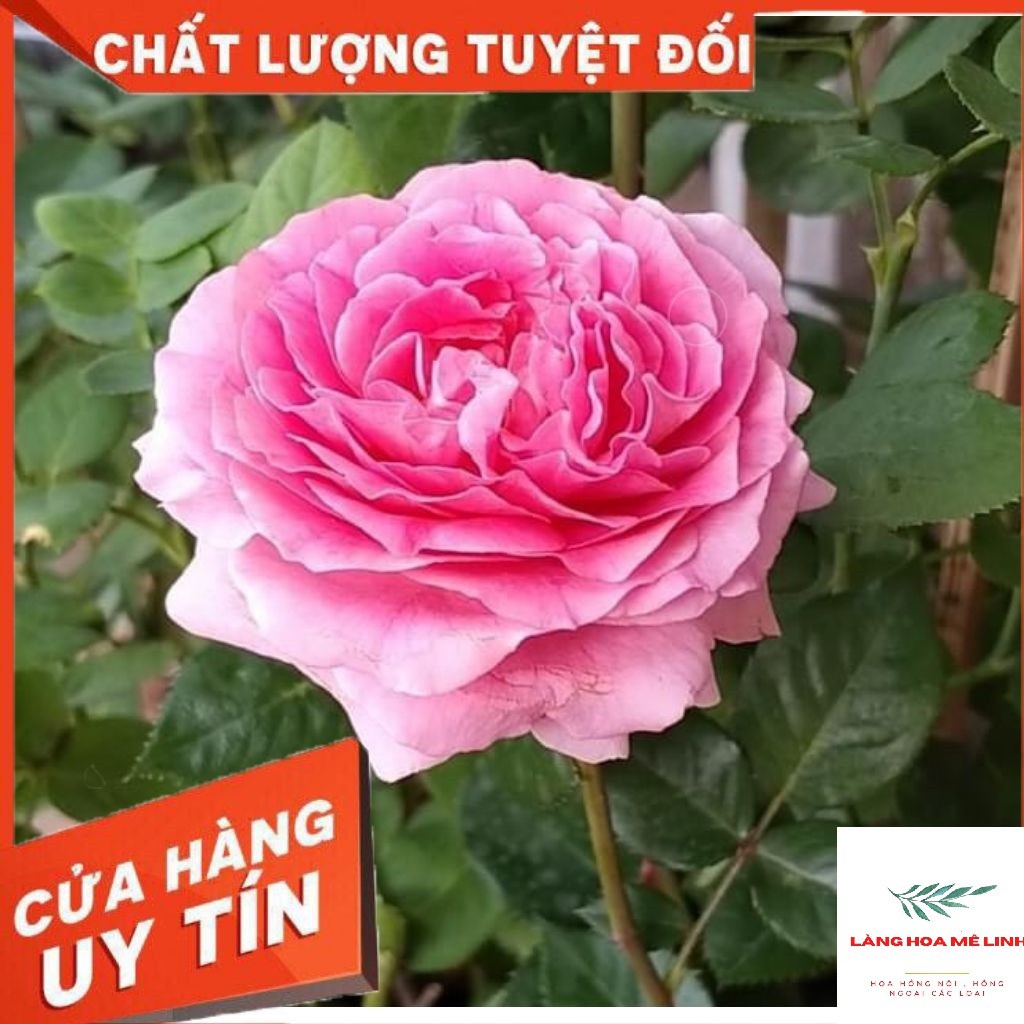 Hoa Hồng Ngoại (bụi) Bernadette Lafont Pháp [SẮC HỒNG SEN]- có bông khủng,hương thơm cổ điển .