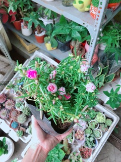 Hoa Mười Giờ Mỹ
