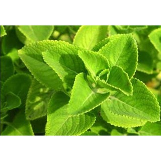 Hạt giống húng chanh mỹ