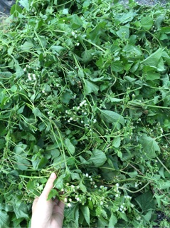 Nước cất cây ngũ sắc