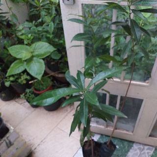 Cây vối nếp cao 60-100cm