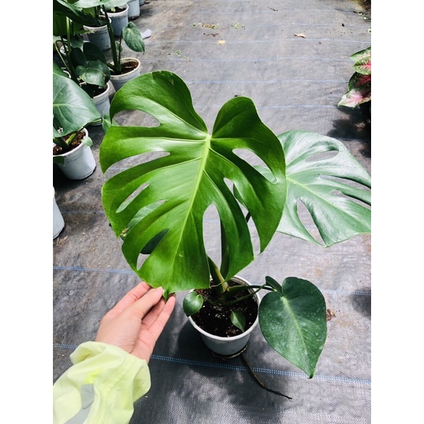 Trầu bà lá xẻ Nam Mỹ- MONSTERA- Quái vật rừng xanh