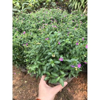 Hoa cẩm tú mai tím