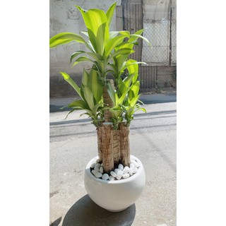 Chậu cây thiết mộc lan