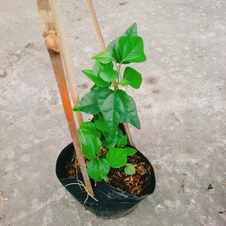 Cây sương sâm trơn (ươm cành rễ ổn định)